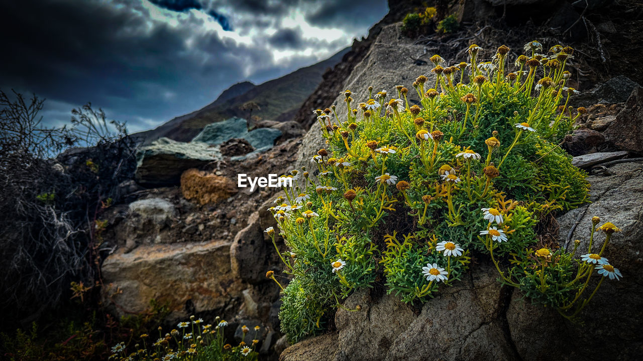 nature, cloud, plant, sky, rock, beauty in nature, wilderness, environment, landscape, flower, mountain, autumn, scenics - nature, land, leaf, no people, flowering plant, forest, terrain, outdoors, tree, dramatic sky, travel destinations, sunlight, travel, non-urban scene, storm, tranquility, mountain range, overcast