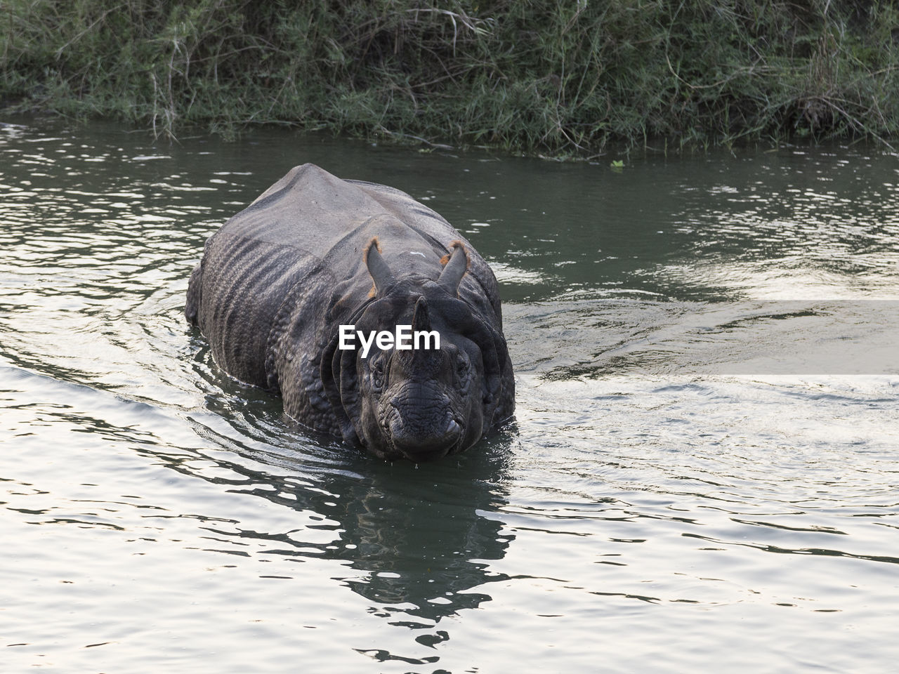 Large fierce-looking male one-horned rhinoceros having a bath in chitwan national park river, nepal