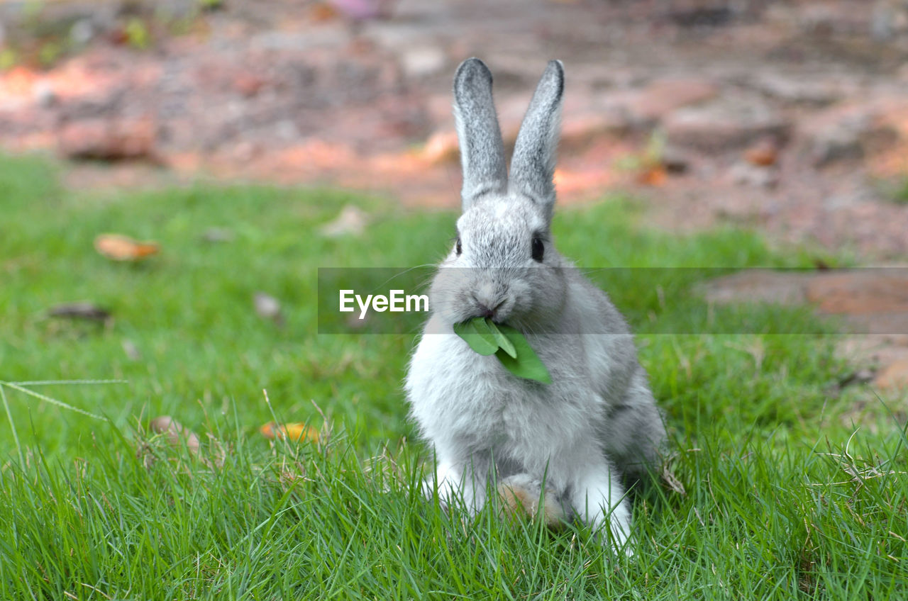 SQUIRREL ON FIELD