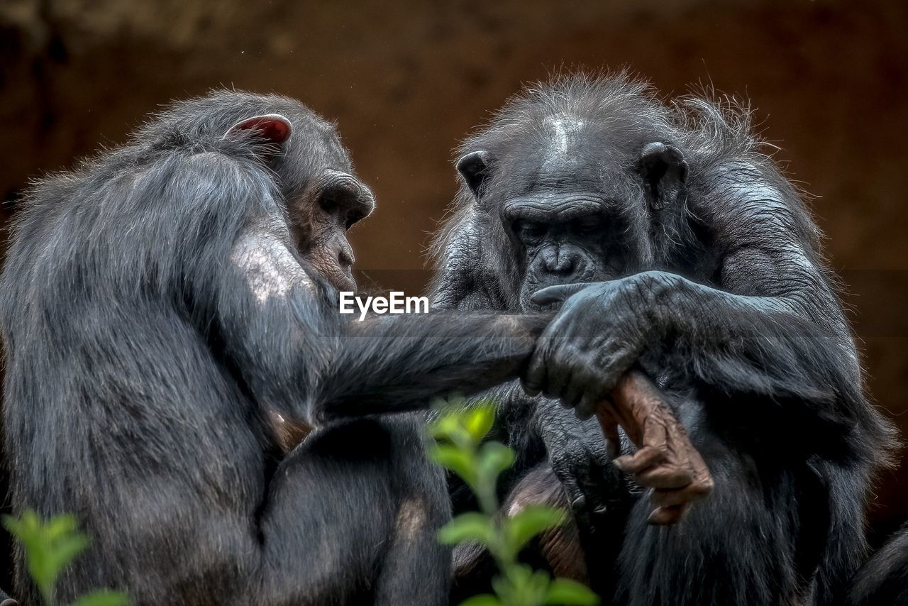 Close-up of chimpanzees at zoo