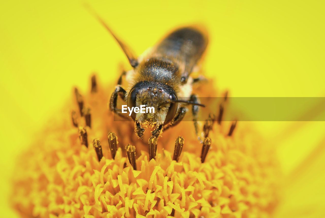 Close-up of honey bee on yellow flower