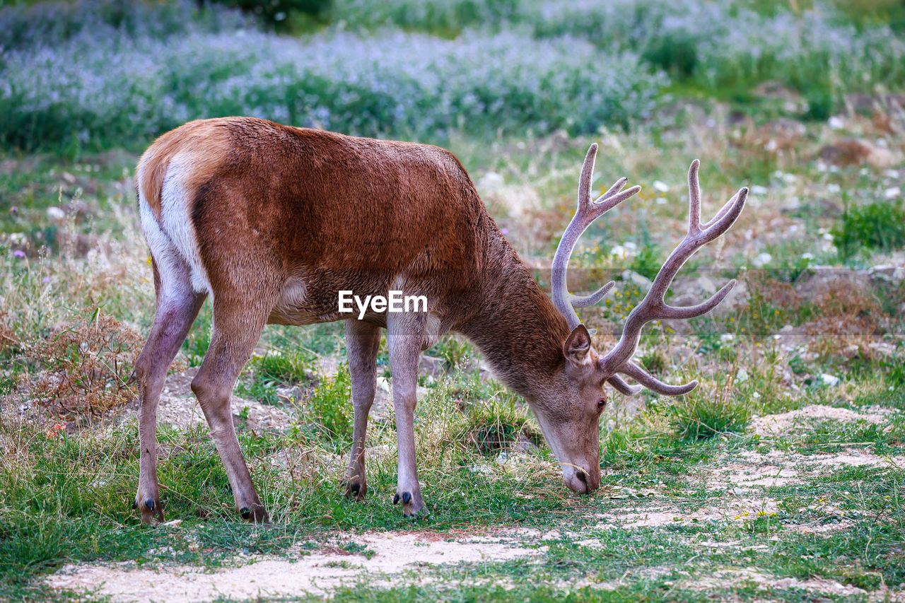 Deer standing in a field