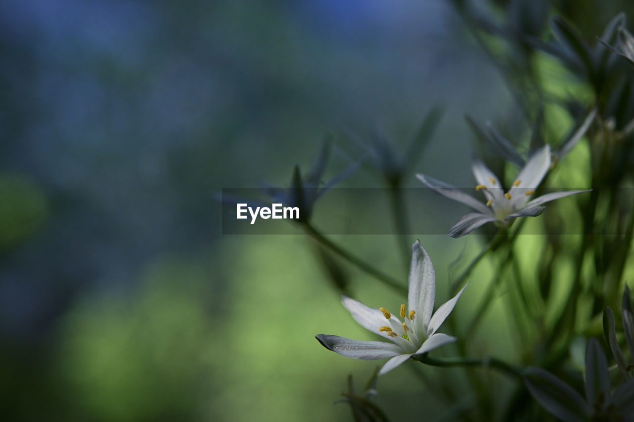 plant, flower, nature, flowering plant, beauty in nature, freshness, close-up, grass, macro photography, growth, no people, leaf, plant part, focus on foreground, environment, outdoors, fragility, green, wildflower, social issues, blossom, food, animal, tree, animal wildlife, animal themes, springtime, food and drink, day, botany, selective focus, land, environmental conservation, petal