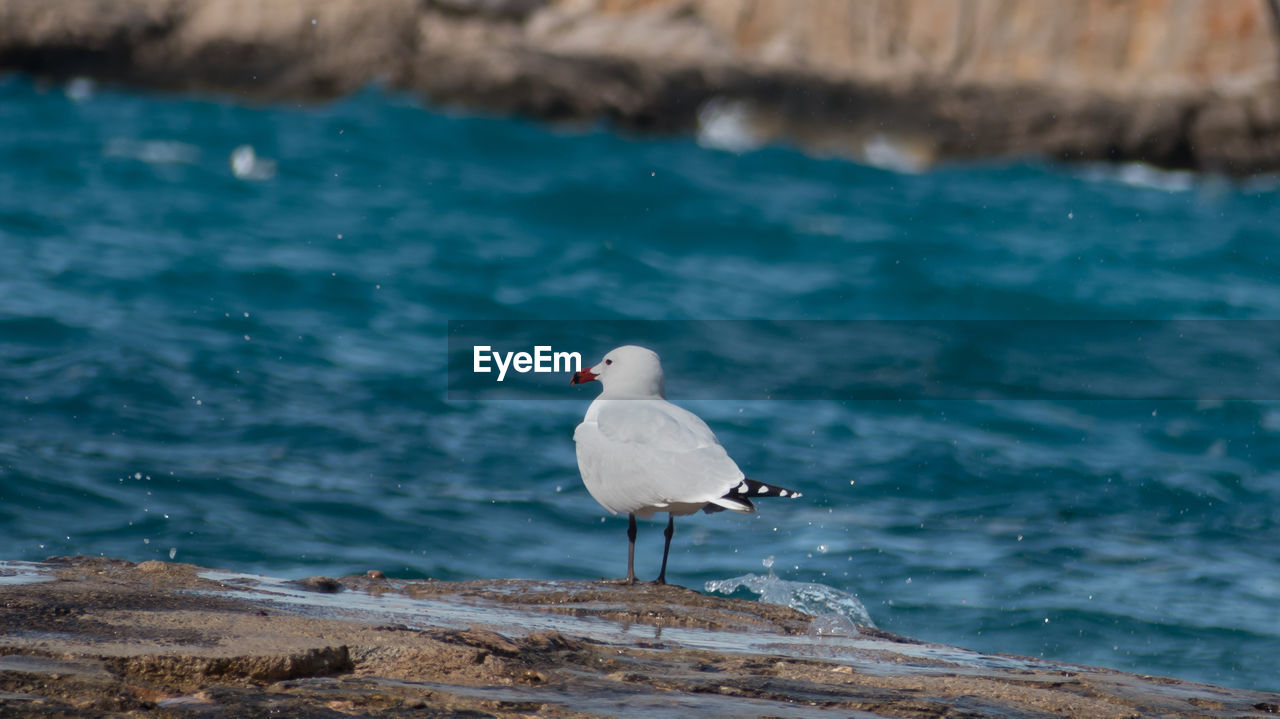 BIRD PERCHING AT SHORE