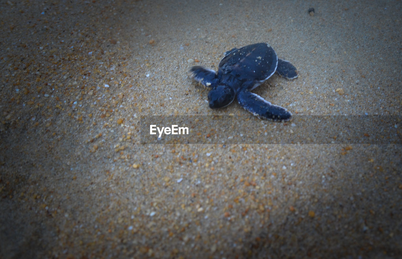 Hatchling crawling on sand