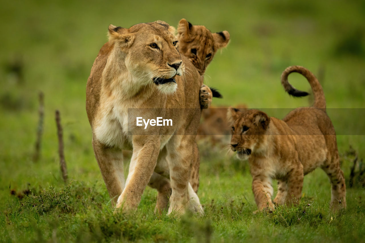 Lioness stands playing with cubs in grass