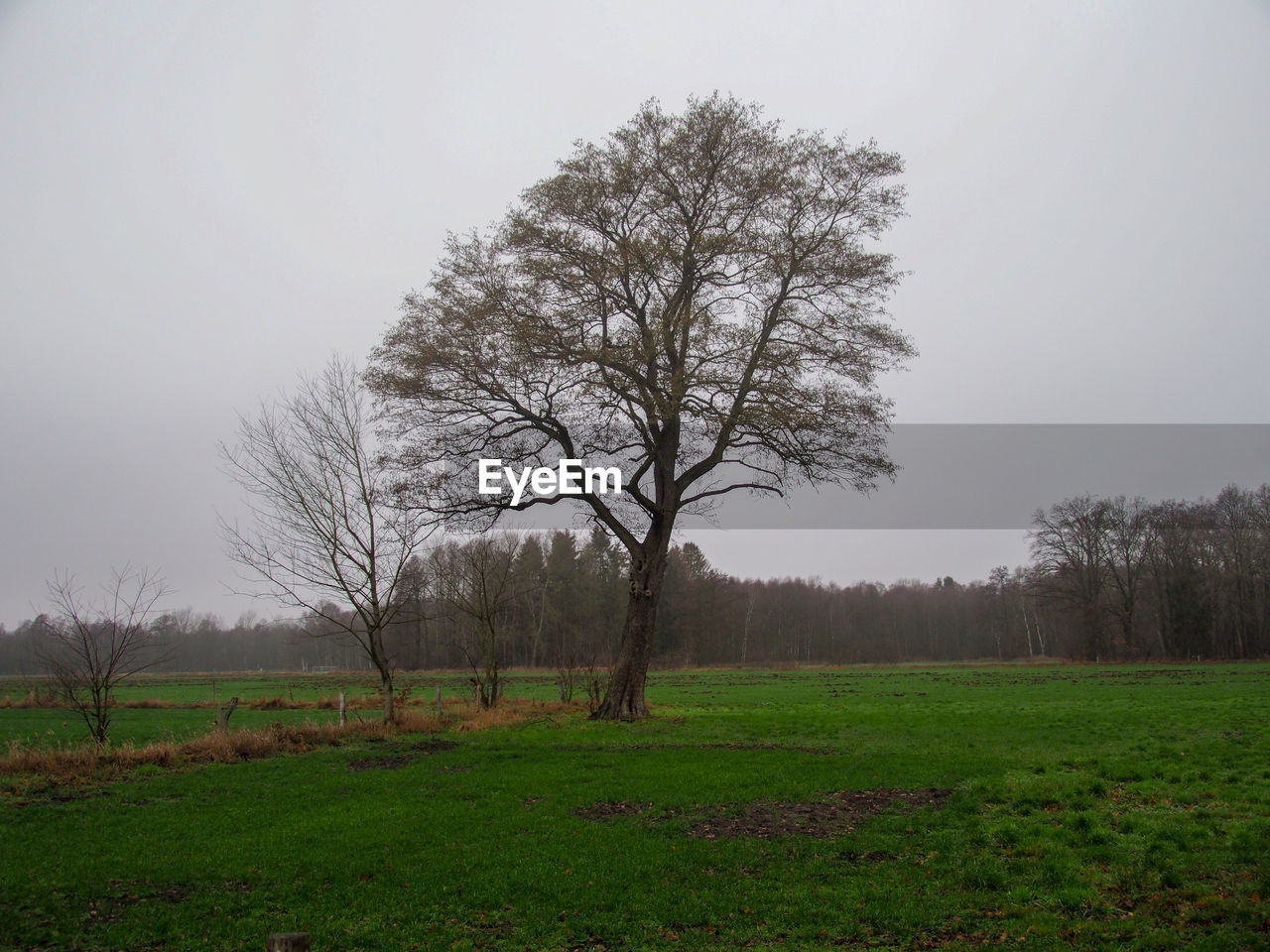 BARE TREE ON FIELD