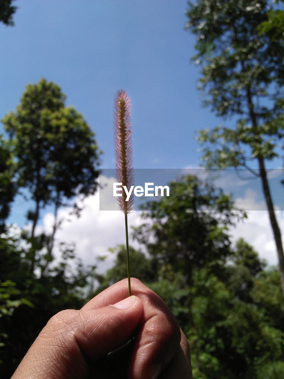CLOSE-UP OF PERSON HOLDING PLANT AGAINST SKY