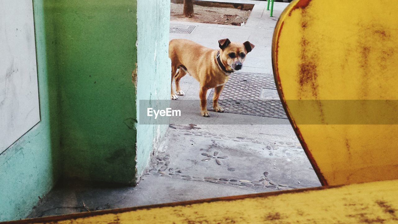 High angle view of dog on street by building