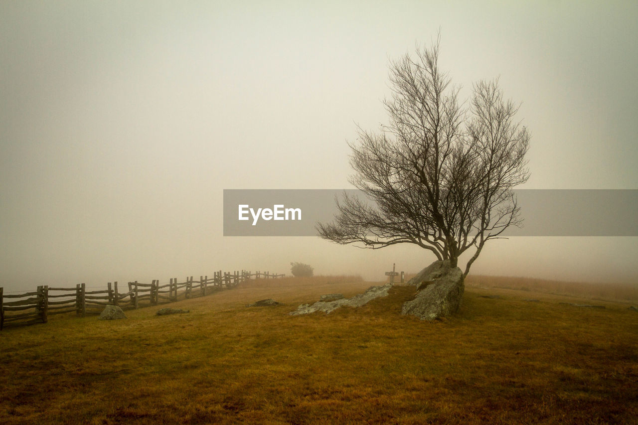 Bare tree on field against sky in fog