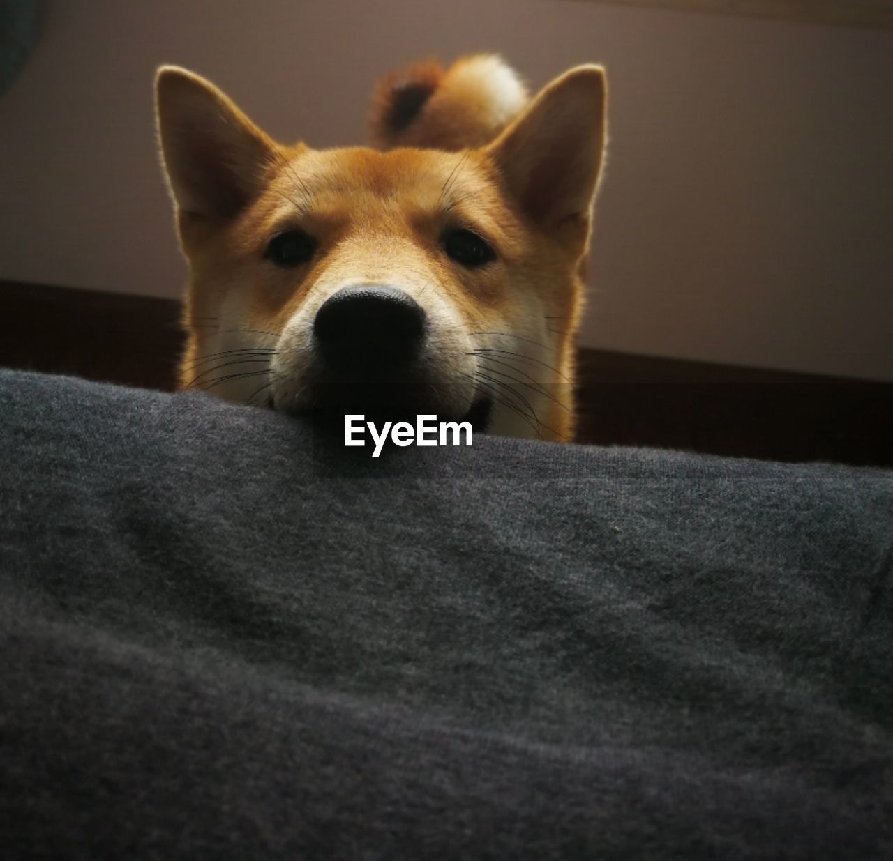 CLOSE-UP PORTRAIT OF A DOG