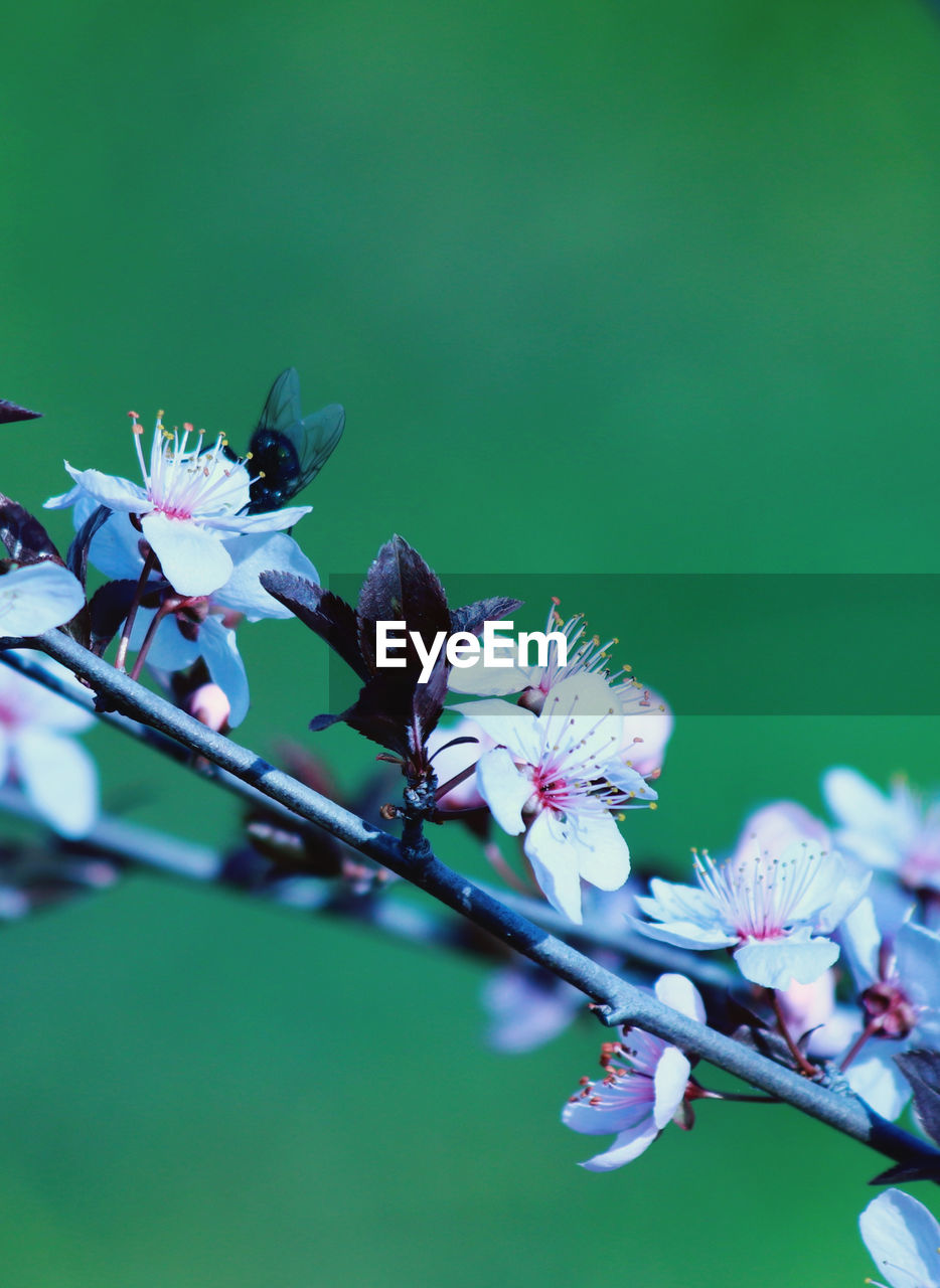 Close-up of cherry blossom on tree