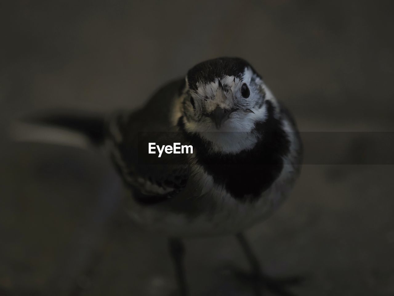 CLOSE-UP VIEW OF BIRD