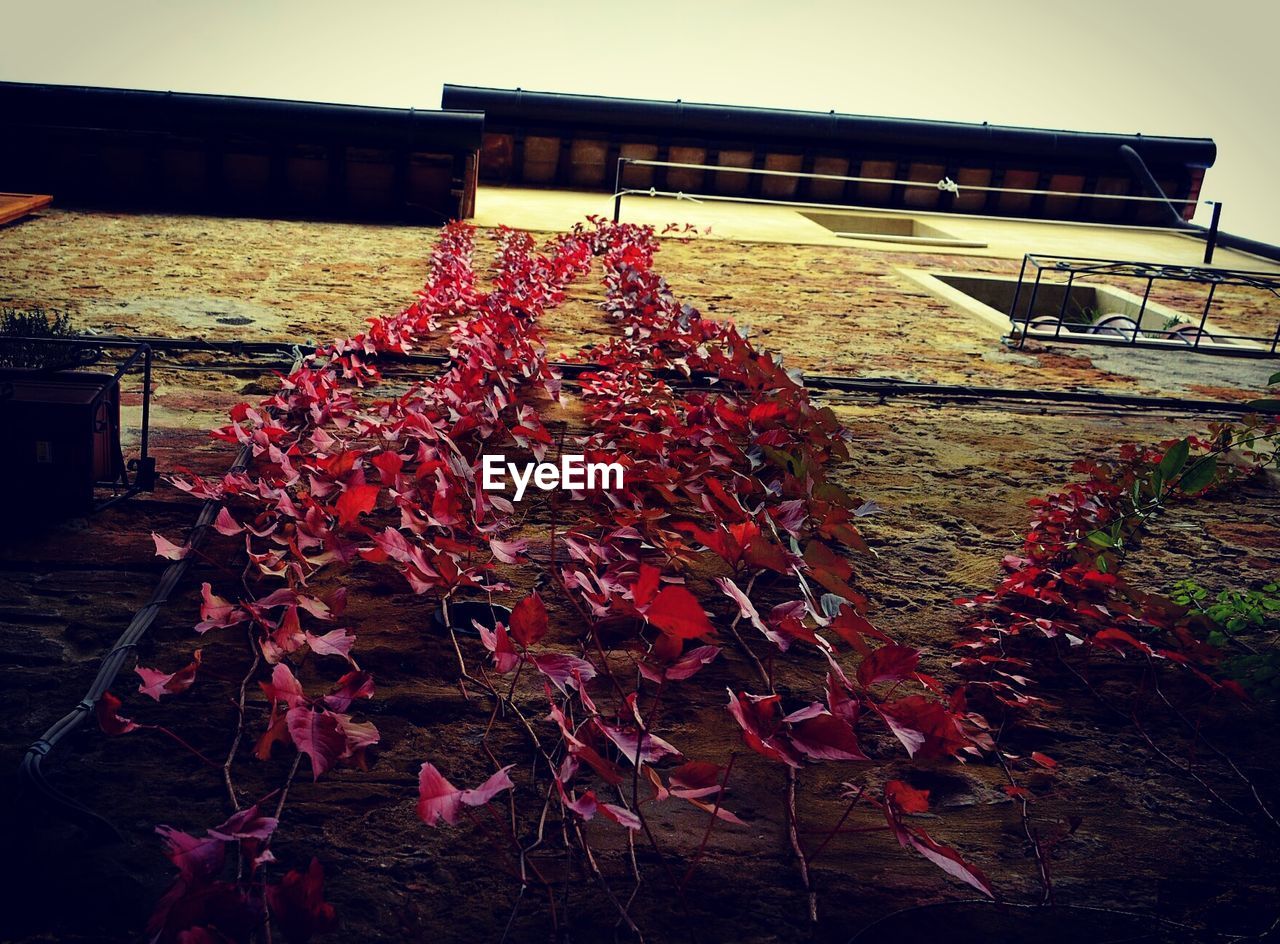 CLOSE-UP OF RED FLOWERING PLANTS HANGING AGAINST BUILDING