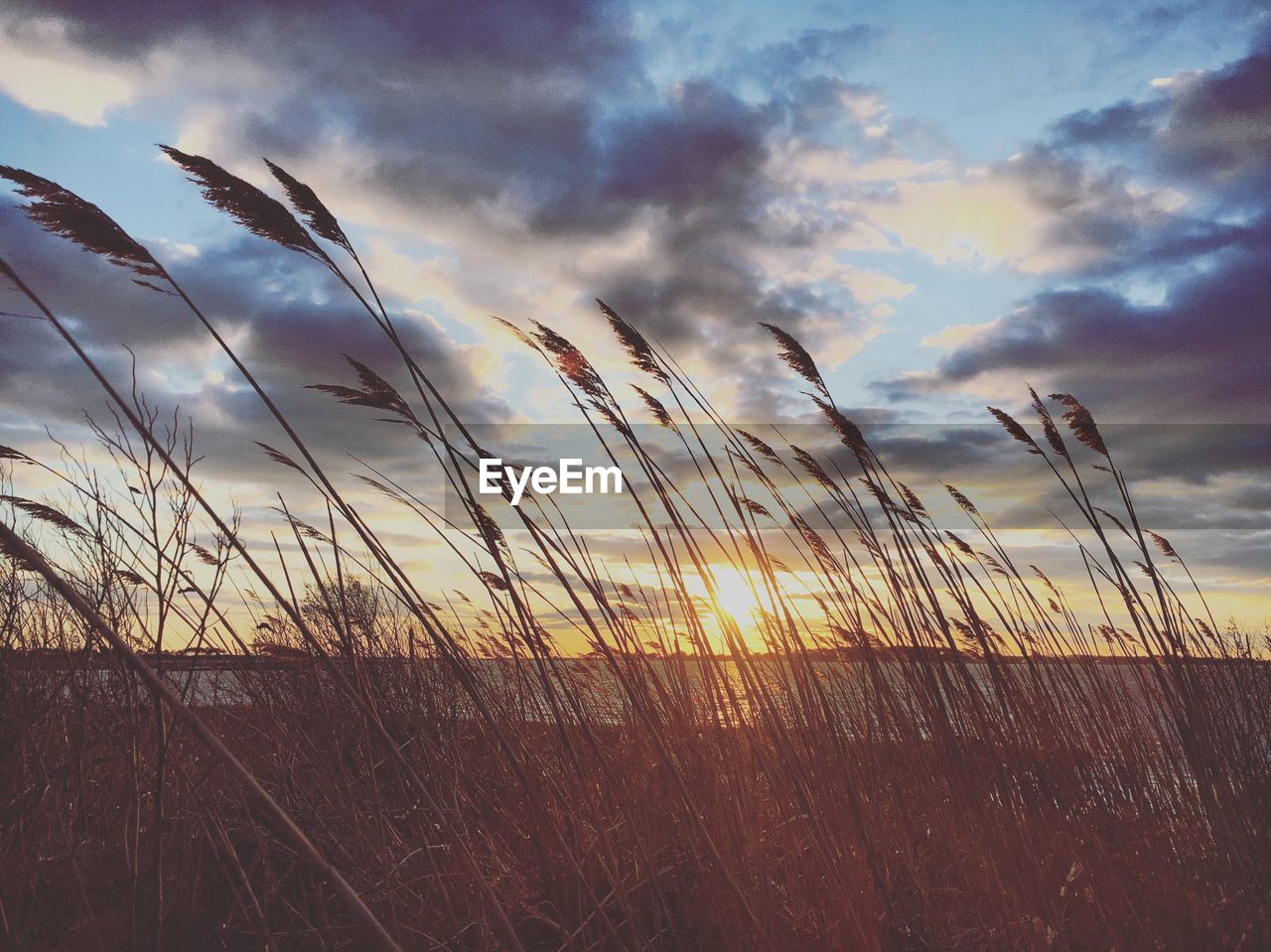 Close-up of silhouette grass against sky during sunset