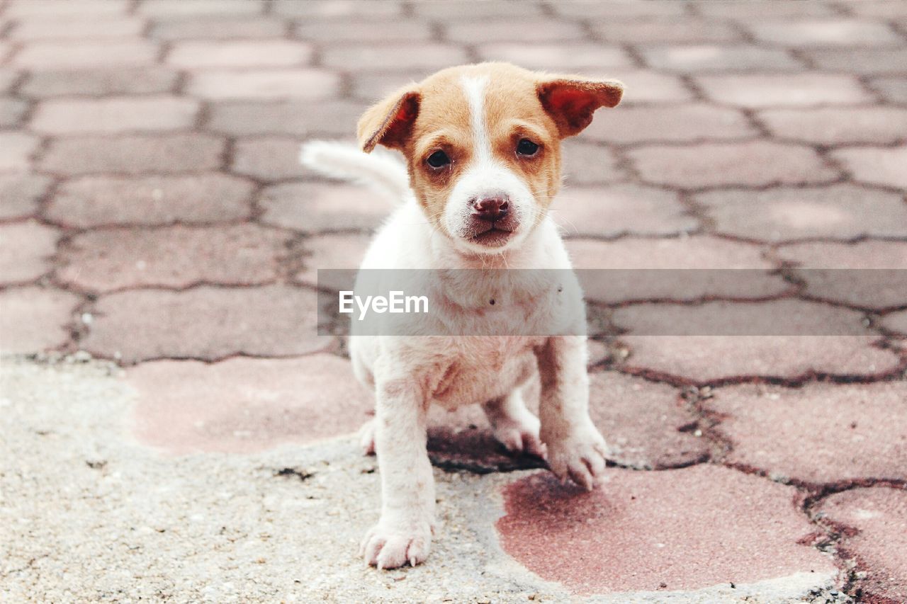 Close-up of puppy on cobblestone street