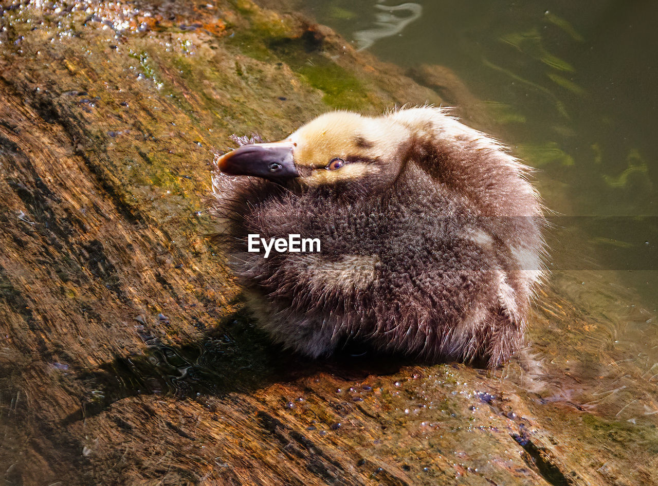 A fluffy ducking sitting on a floating log