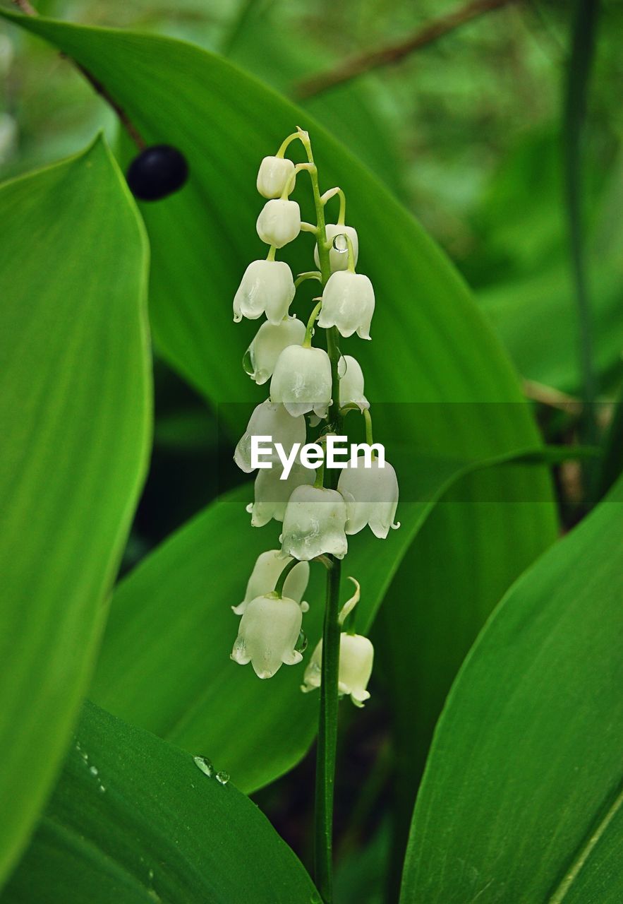 CLOSE-UP OF WHITE FLOWERS BLOOMING OUTDOORS