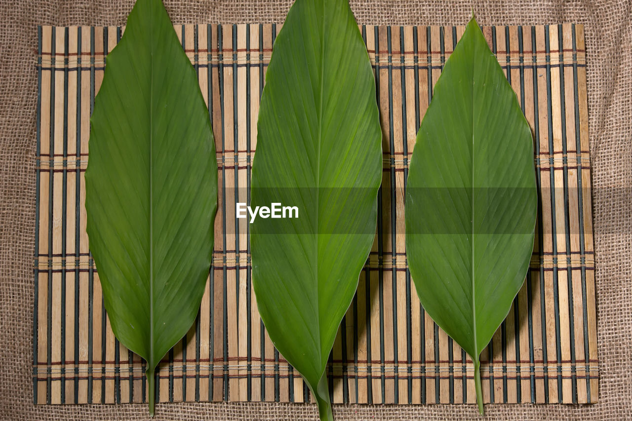 HIGH ANGLE VIEW OF GREEN LEAVES