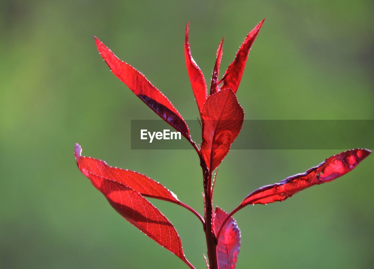 Close-up of red leaves on plant