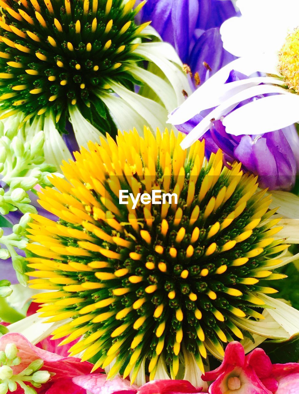 CLOSE-UP OF MULTI COLORED FLOWER