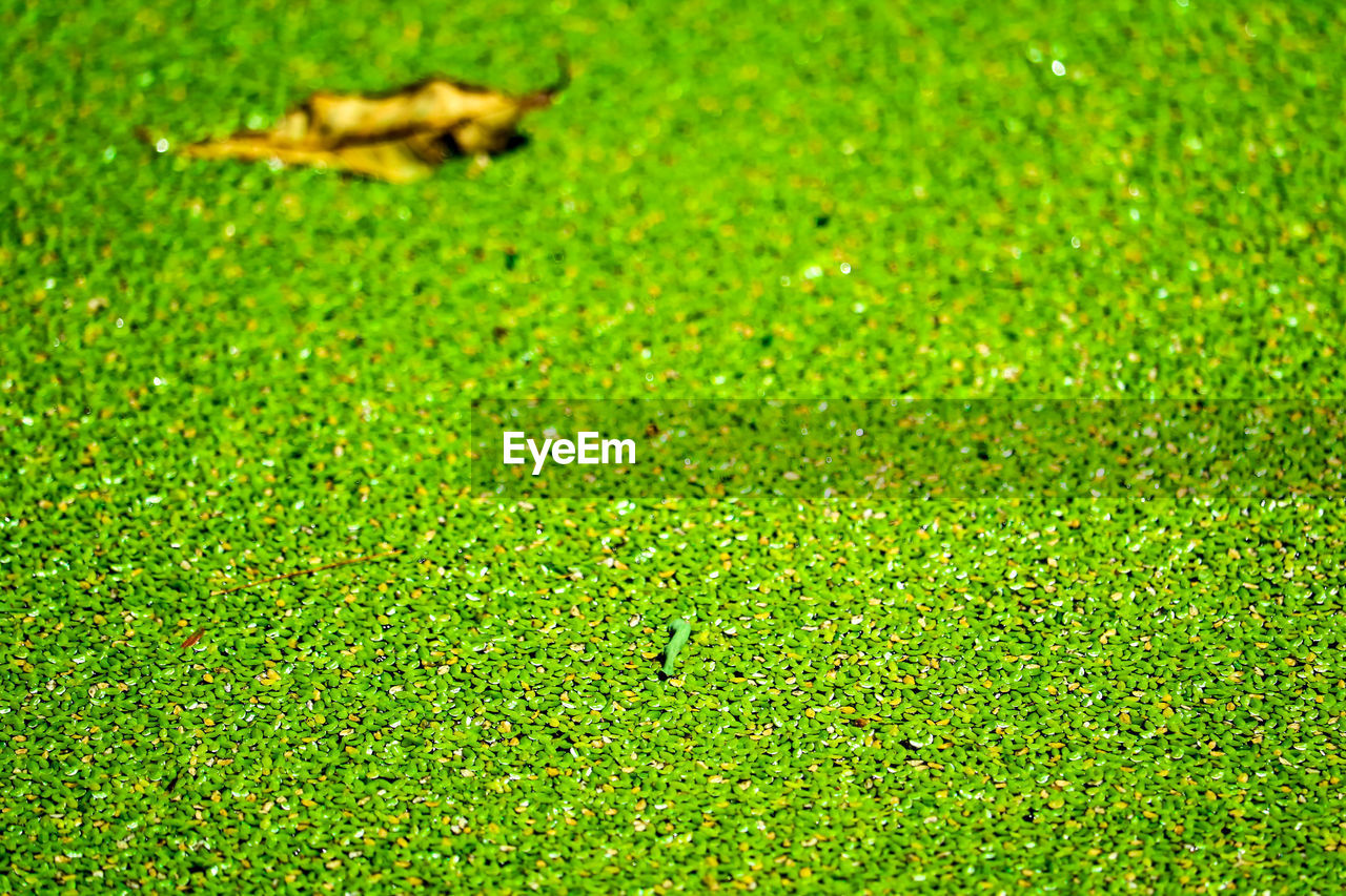 FULL FRAME SHOT OF GRASS