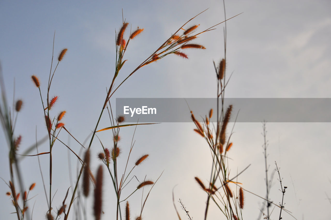 LOW ANGLE VIEW OF STALKS AGAINST SKY