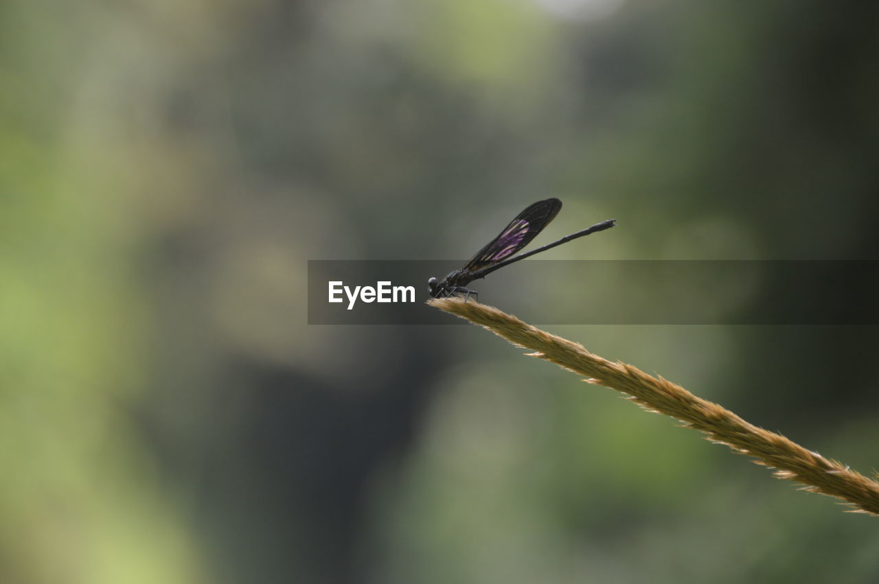 Close-up of insect on leaf