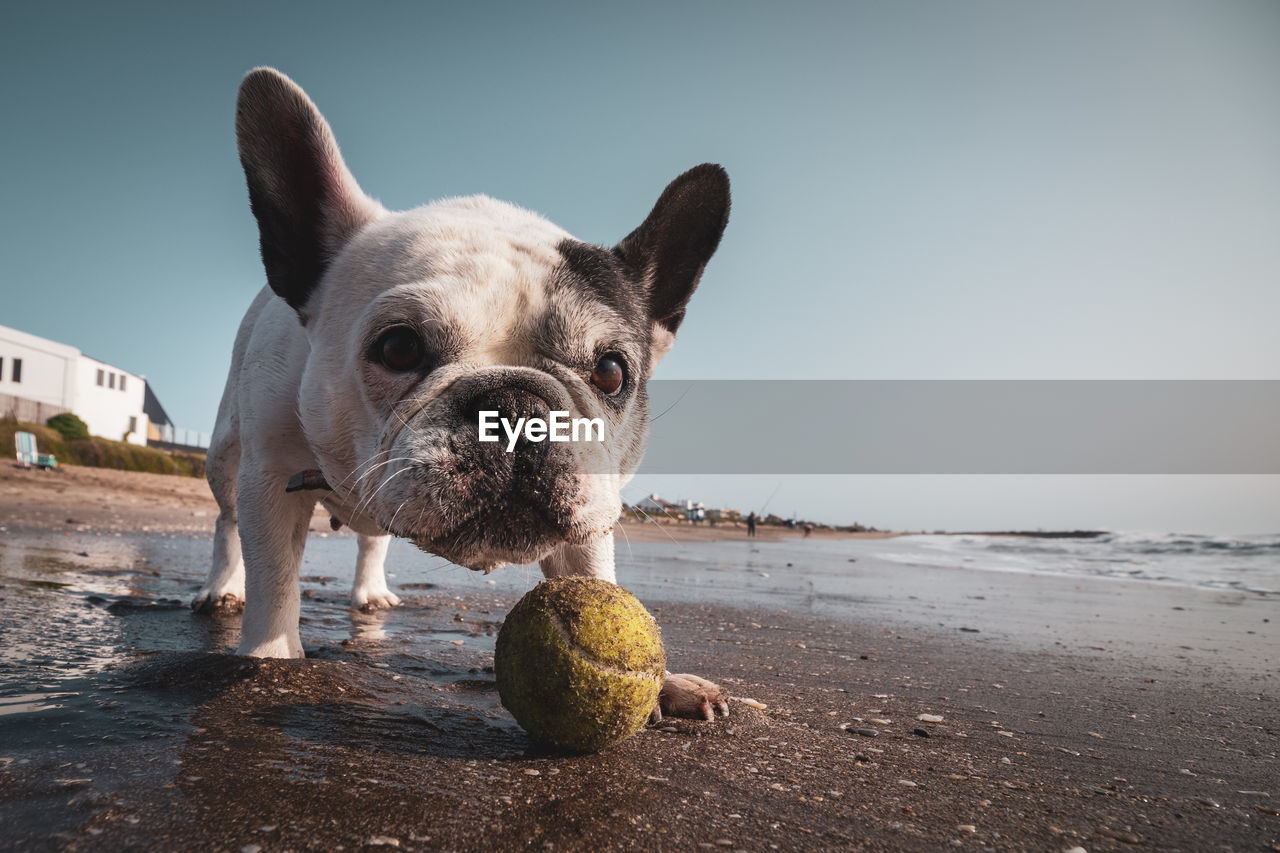 French bulldog playing with a tennis ball on the beach