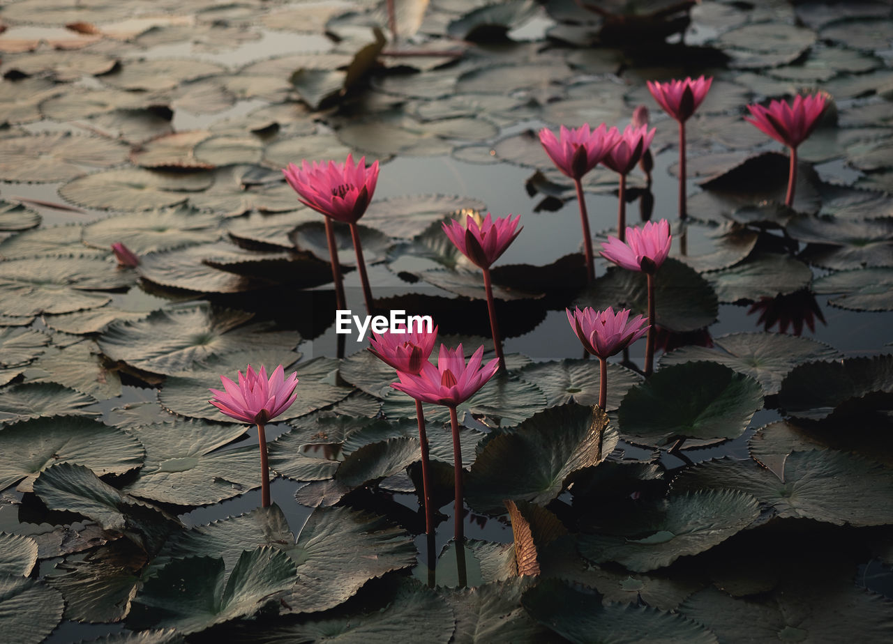 Pink flower lotus.