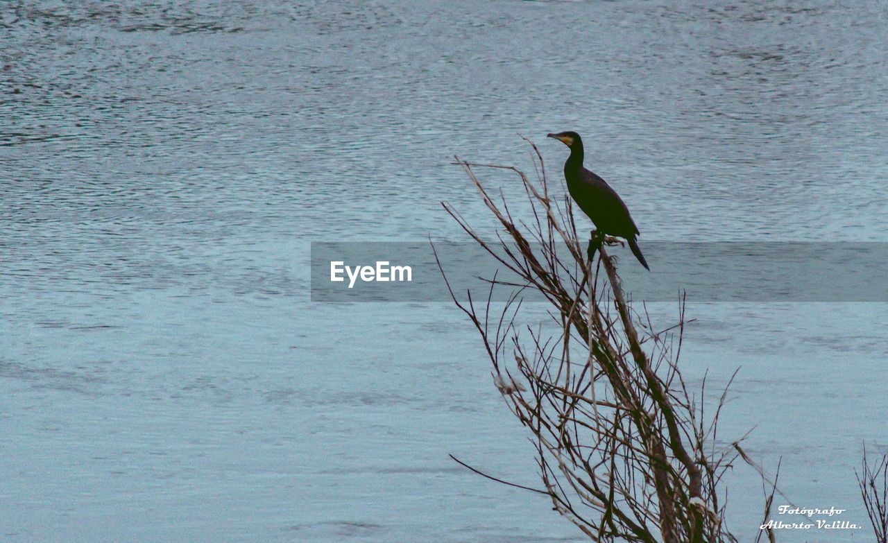 BIRD PERCHING ON A TREE