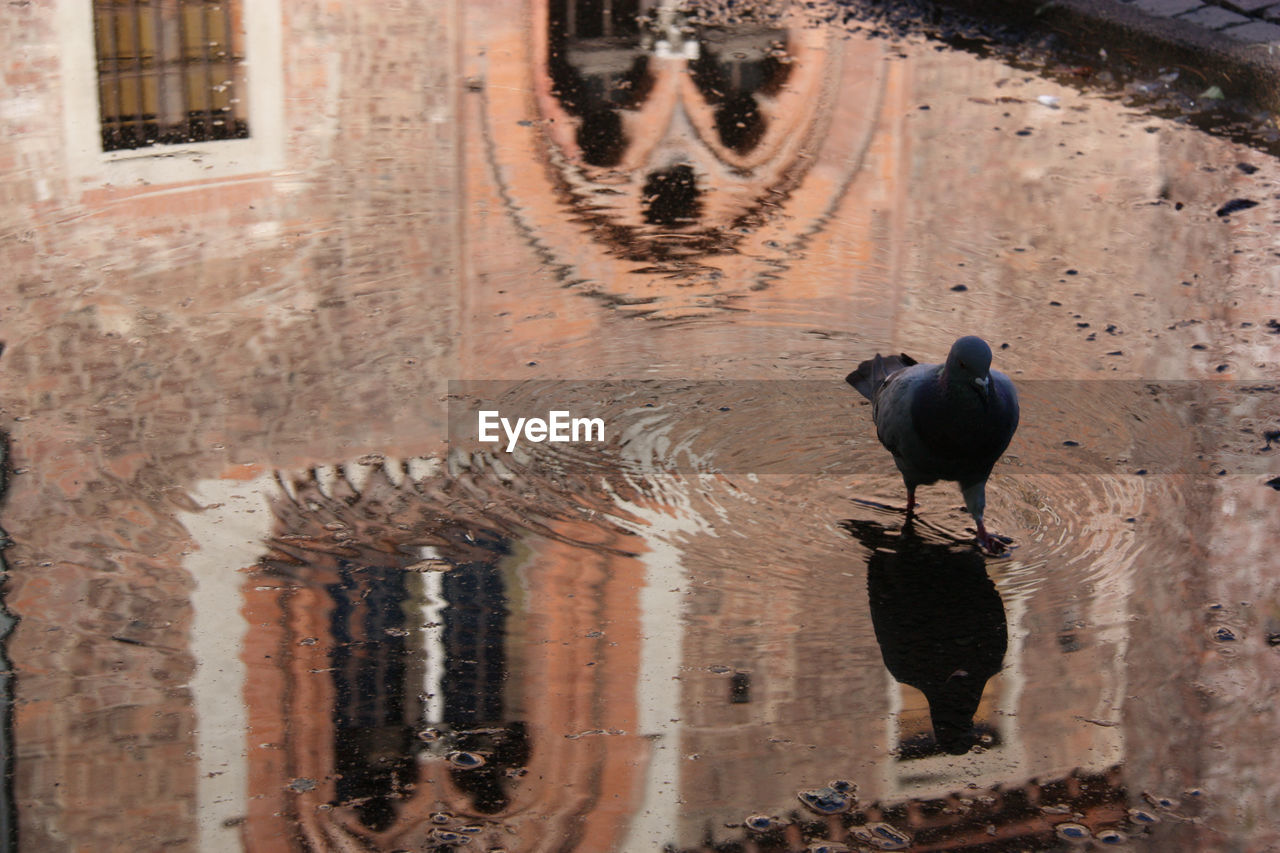 Close-up of a bird with reflection