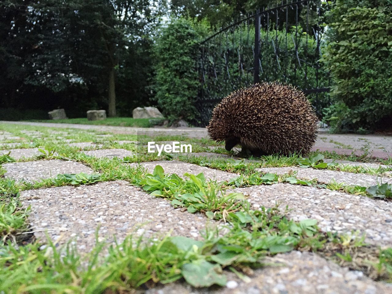 Hedgehog on floor in park