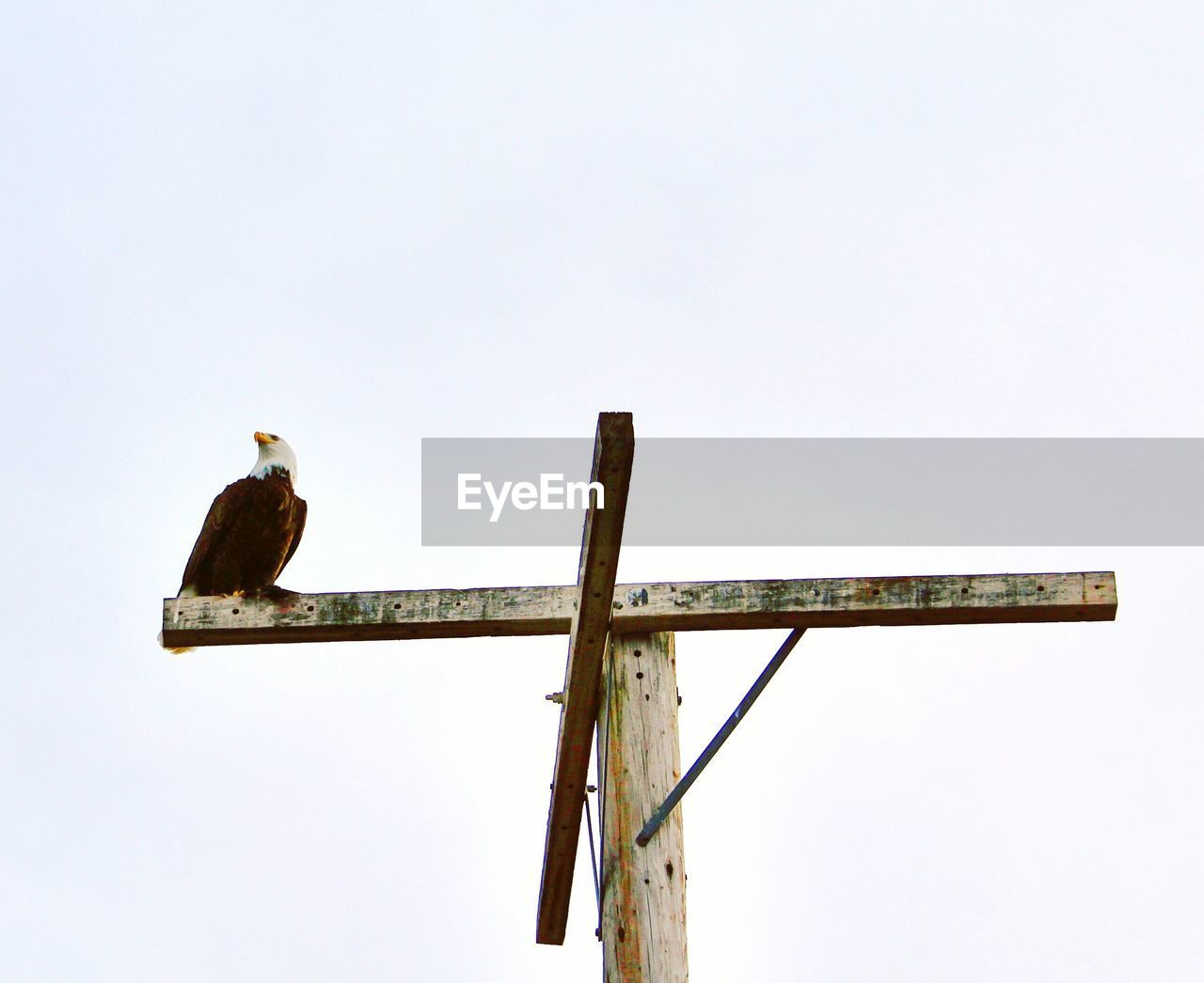 Low angle view of bald eagle on wooden pole