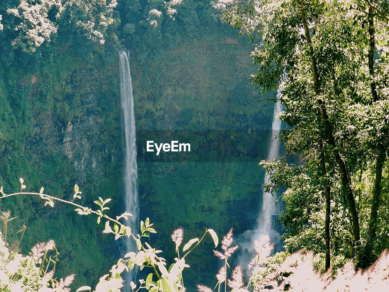 Scenic view of waterfall in forest