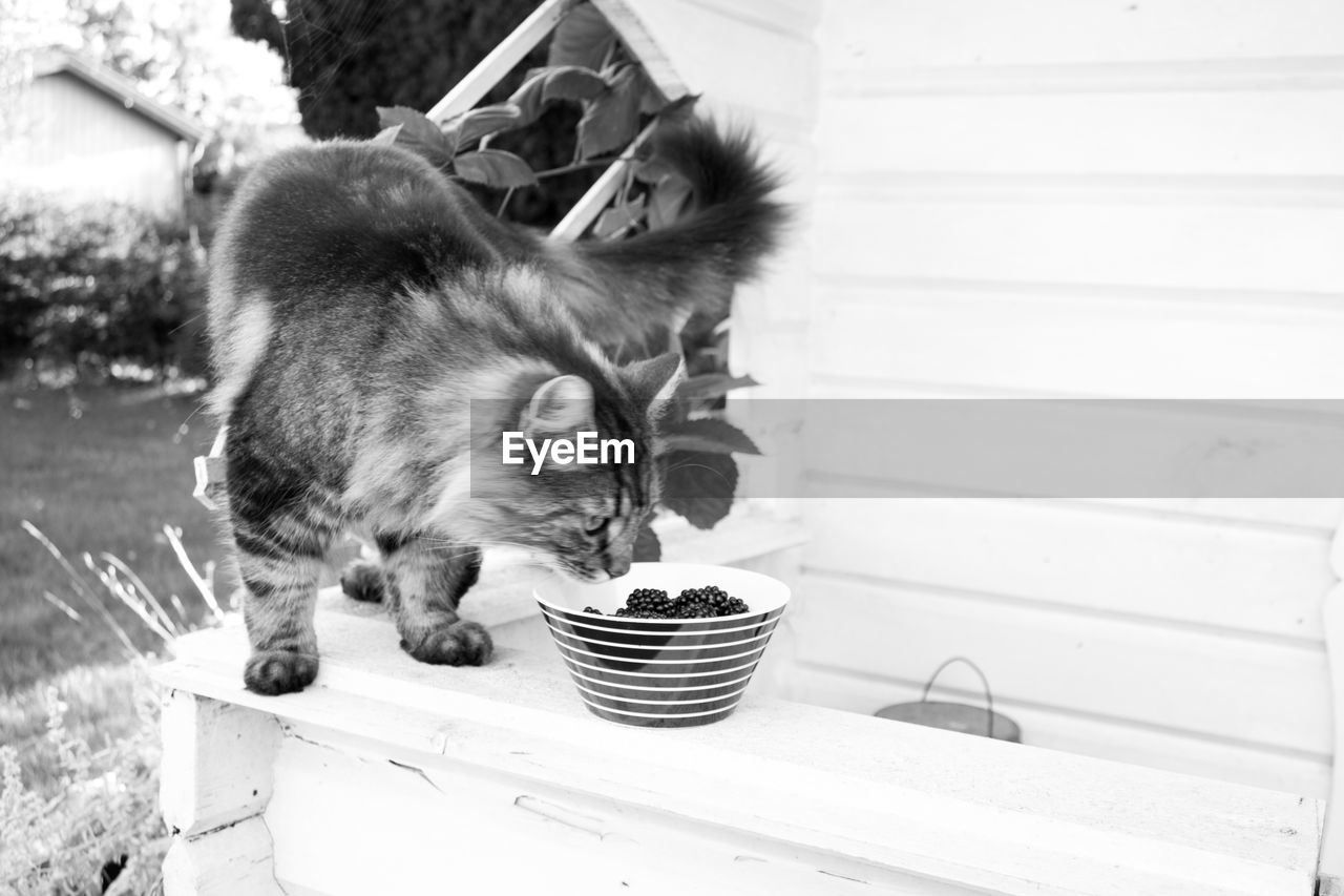 CAT EATING FOOD ON A DOG