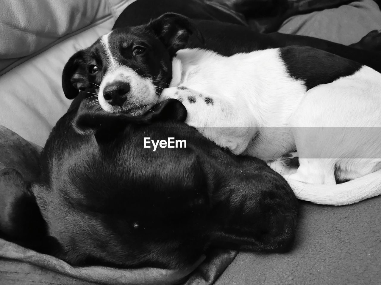 PORTRAIT OF DOG RESTING ON BED