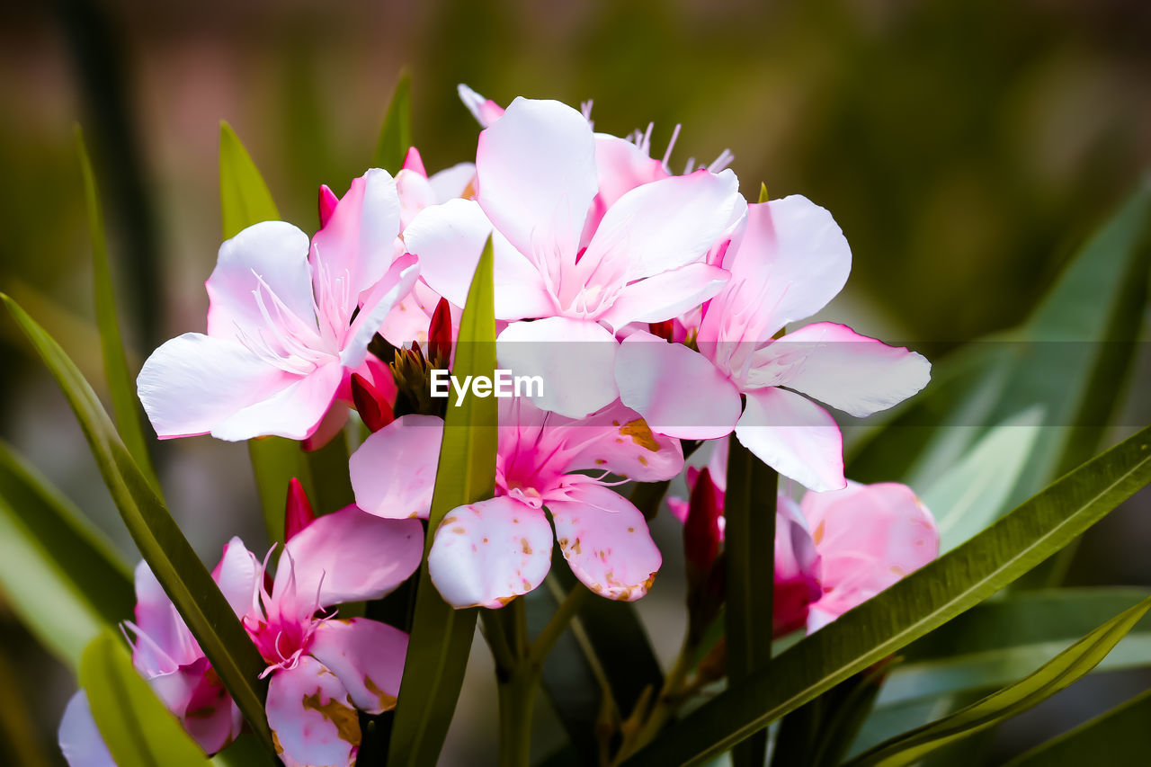 CLOSE-UP OF FLOWERING PLANT