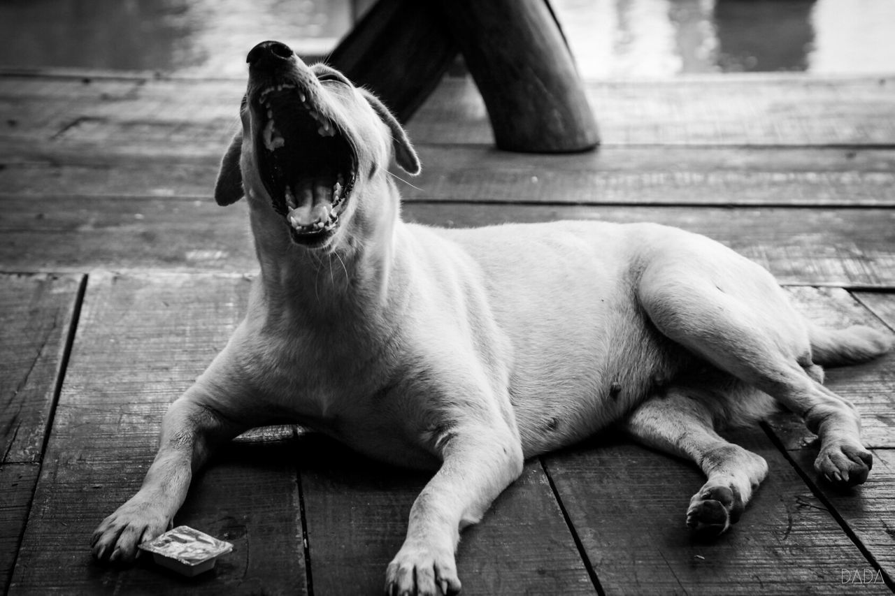 Dog yawning while relaxing on wooden pier