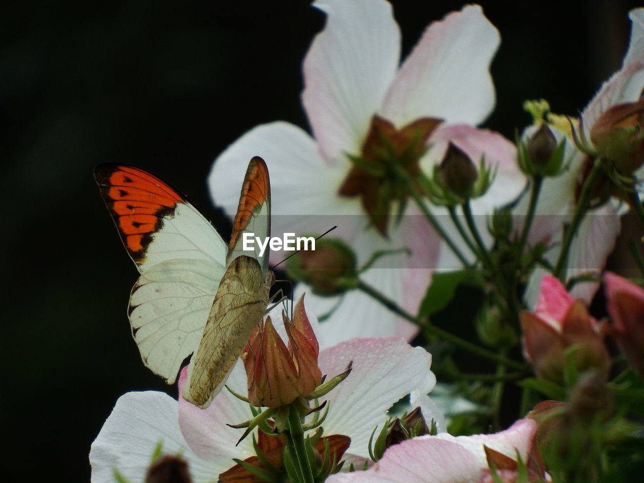 CLOSE-UP OF BUTTERFLY POLLINATING ON PINK FLOWER