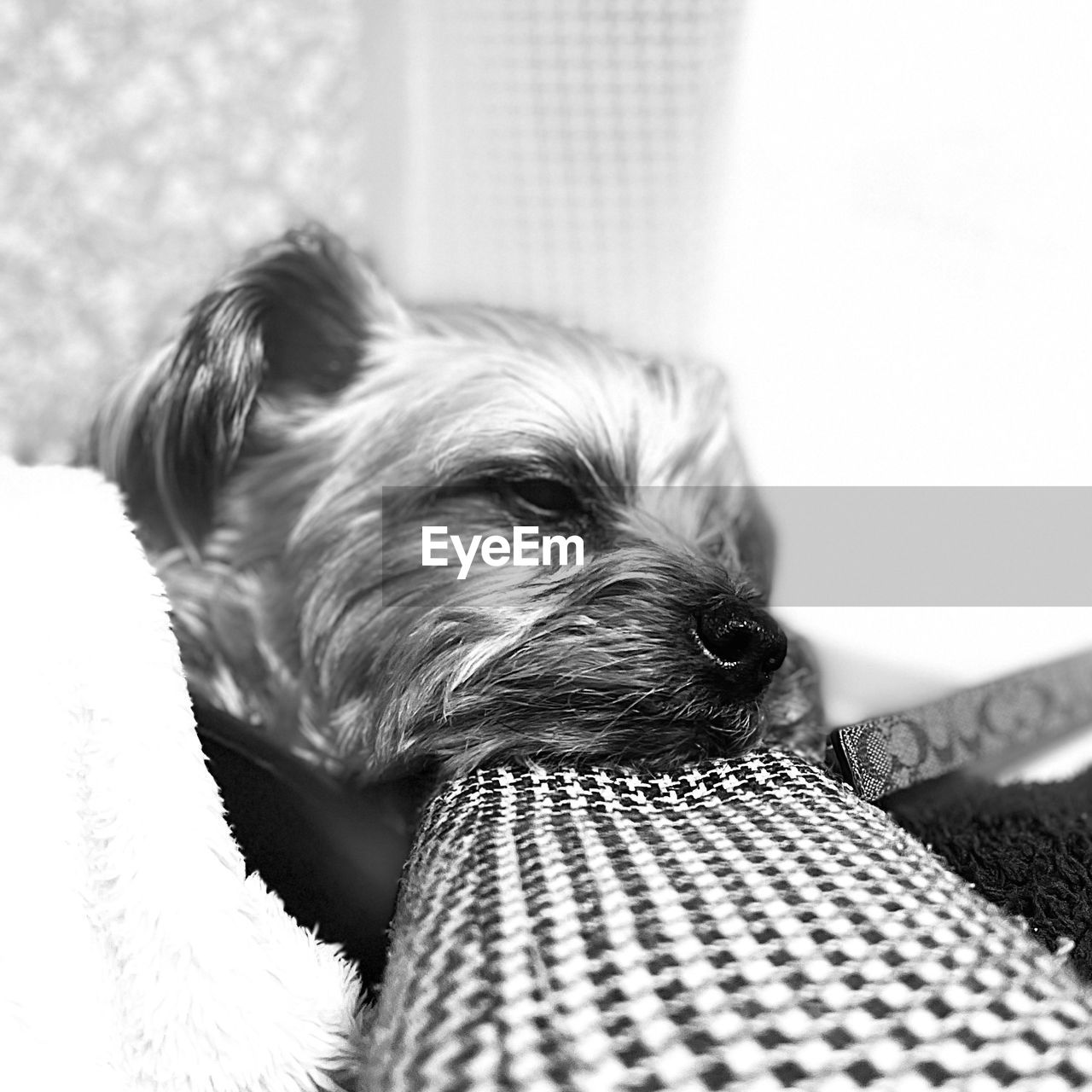 one animal, pet, domestic animals, animal themes, dog, canine, mammal, animal, black and white, monochrome photography, white, indoors, lap dog, relaxation, monochrome, home interior, cute, portrait, furniture, no people, terrier, animal hair, yorkshire terrier, animal body part, black, looking
