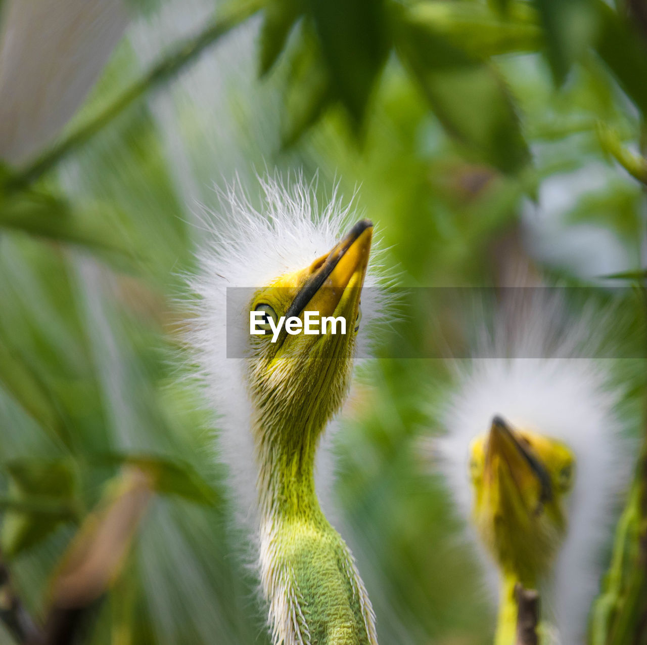 Close-up of young great egrets