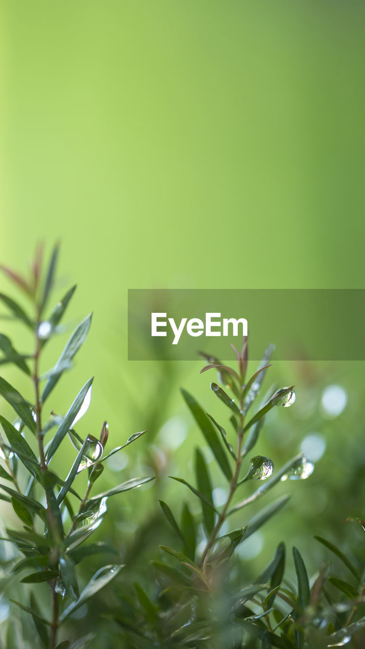 plant, green, grass, leaf, plant part, tree, nature, growth, branch, flower, no people, beauty in nature, close-up, herb, environment, outdoors, food and drink, macro photography, selective focus, food, freshness, shrub, medicine, land, plant stem, copy space, rosemary, backgrounds, focus on foreground, day