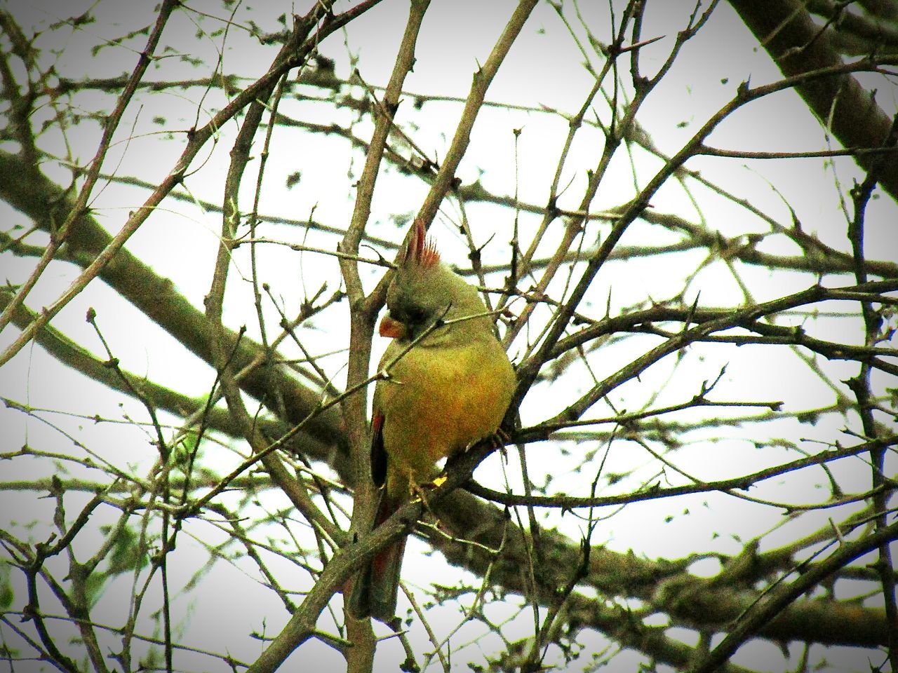 LOW ANGLE VIEW OF BIRD PERCHING ON TREE