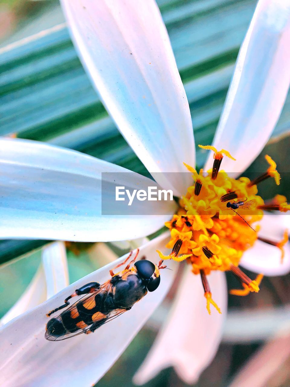 CLOSE-UP OF INSECT ON FLOWER