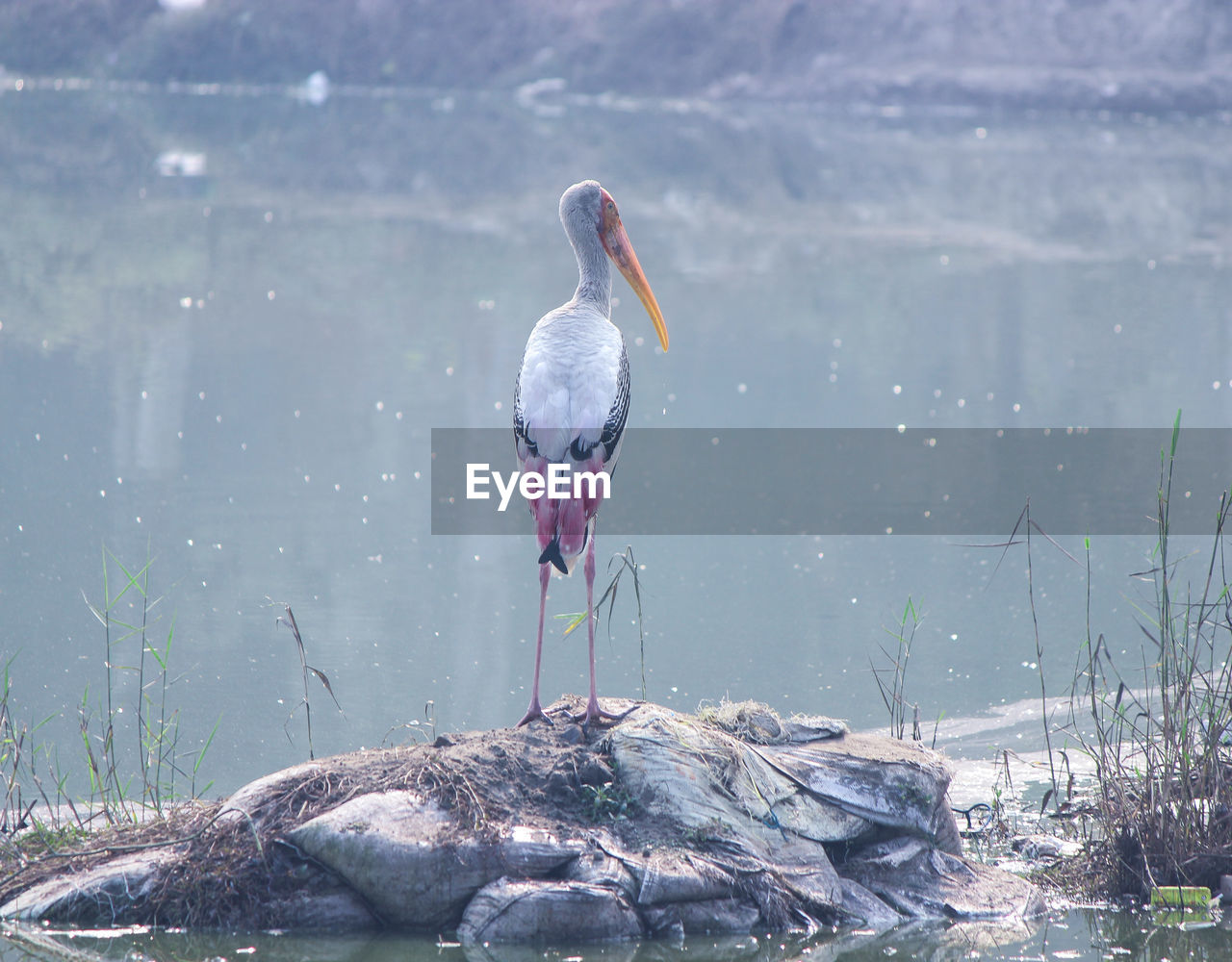 Painted stork standing strong portrait