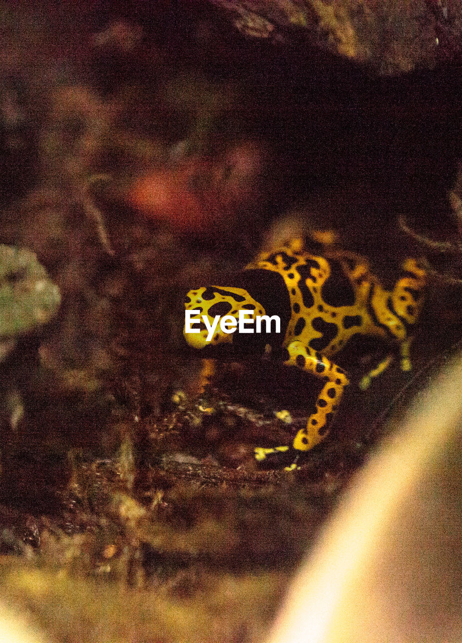 Close-up of lizard