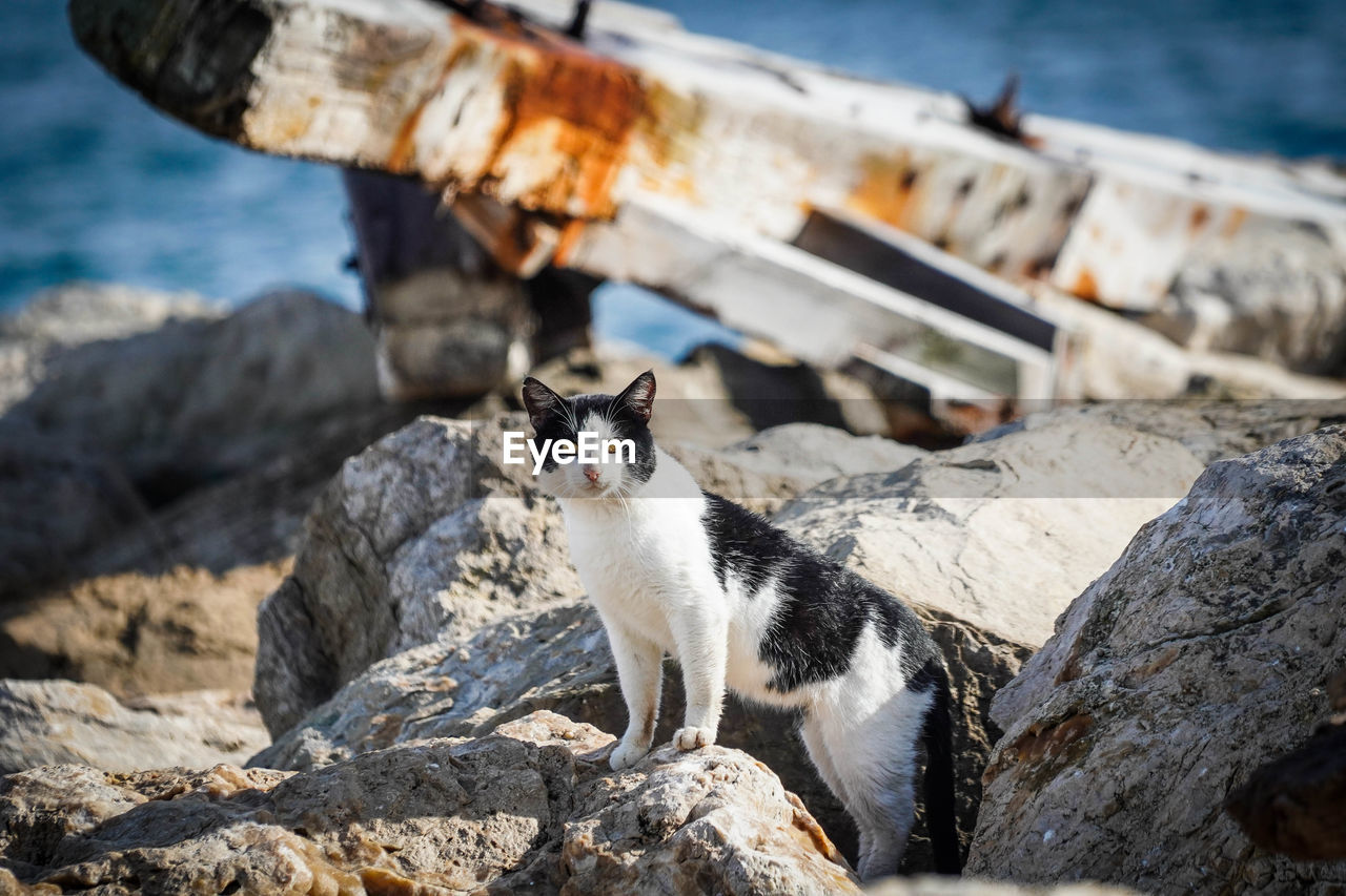 Full length of cat standing on rock by sea