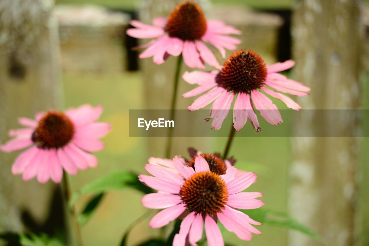 CLOSE-UP OF GERBERA DAISY ON PURPLE FLOWER