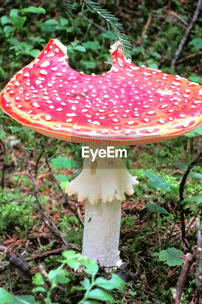 CLOSE-UP OF MUSHROOMS GROWING ON FOREST